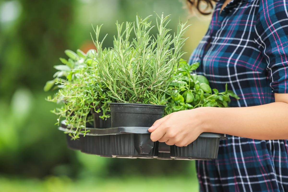 Transplant the aromatic plants