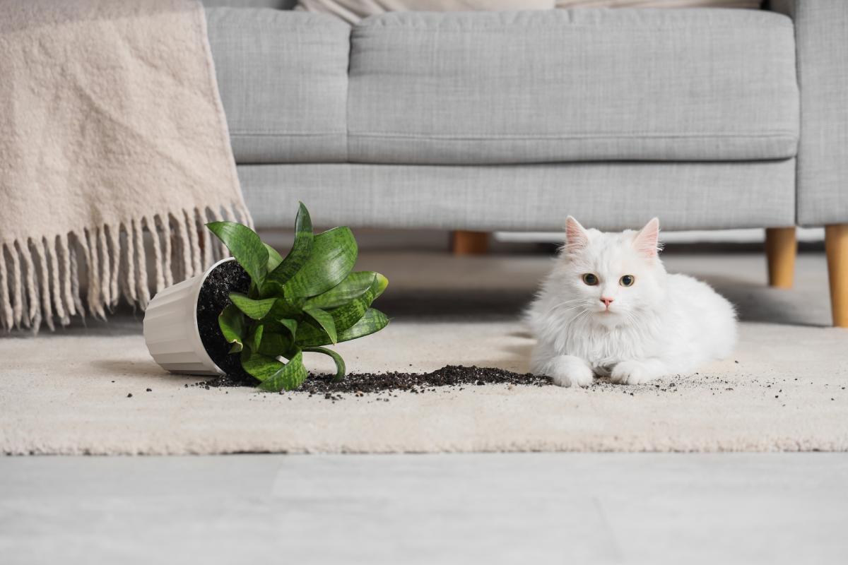 Safe plants for animals