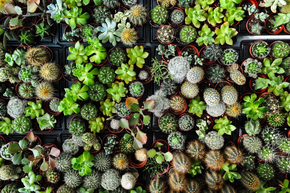 Care of fatty plants in summer