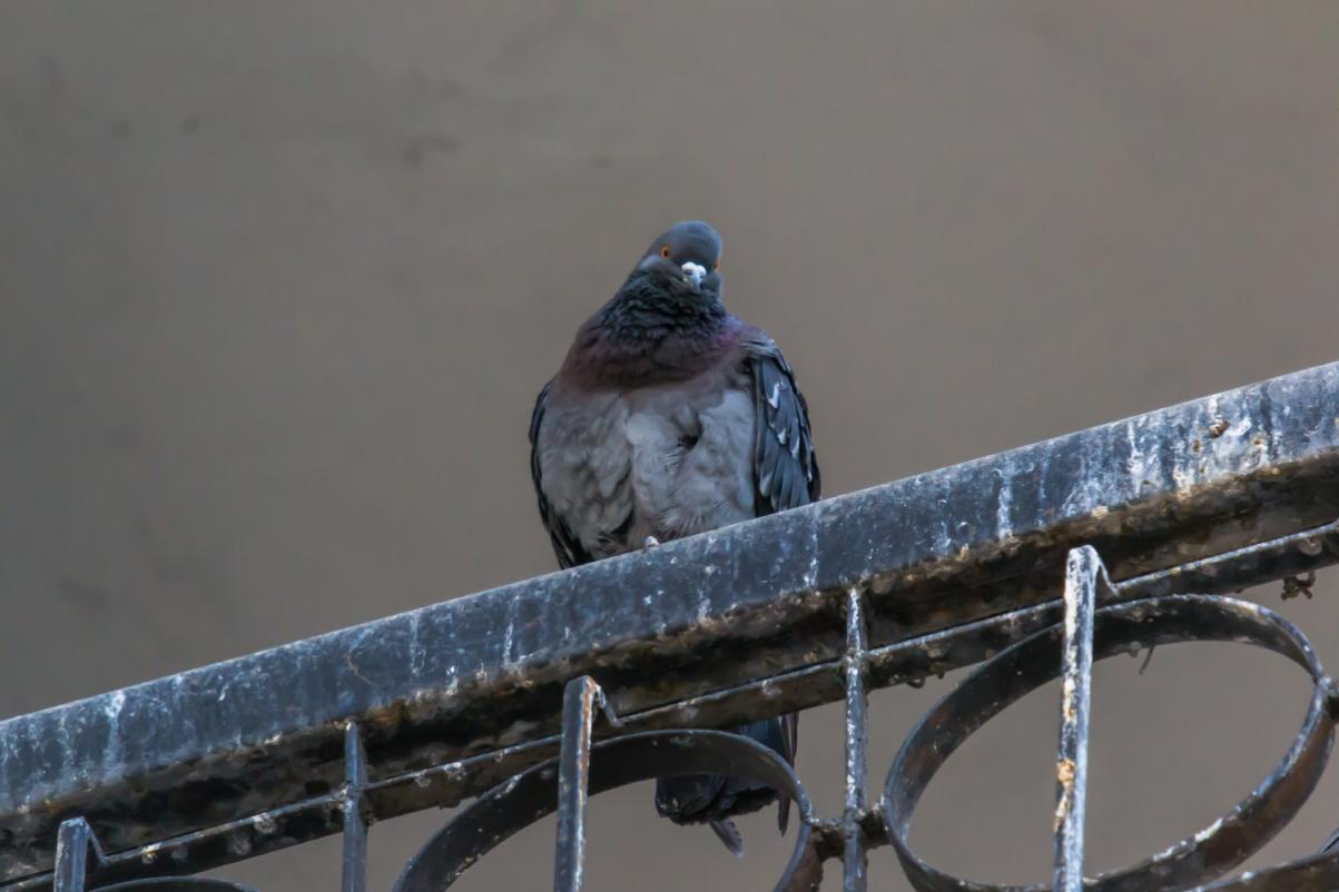 How to eliminate the pigeon excrements from the balcony