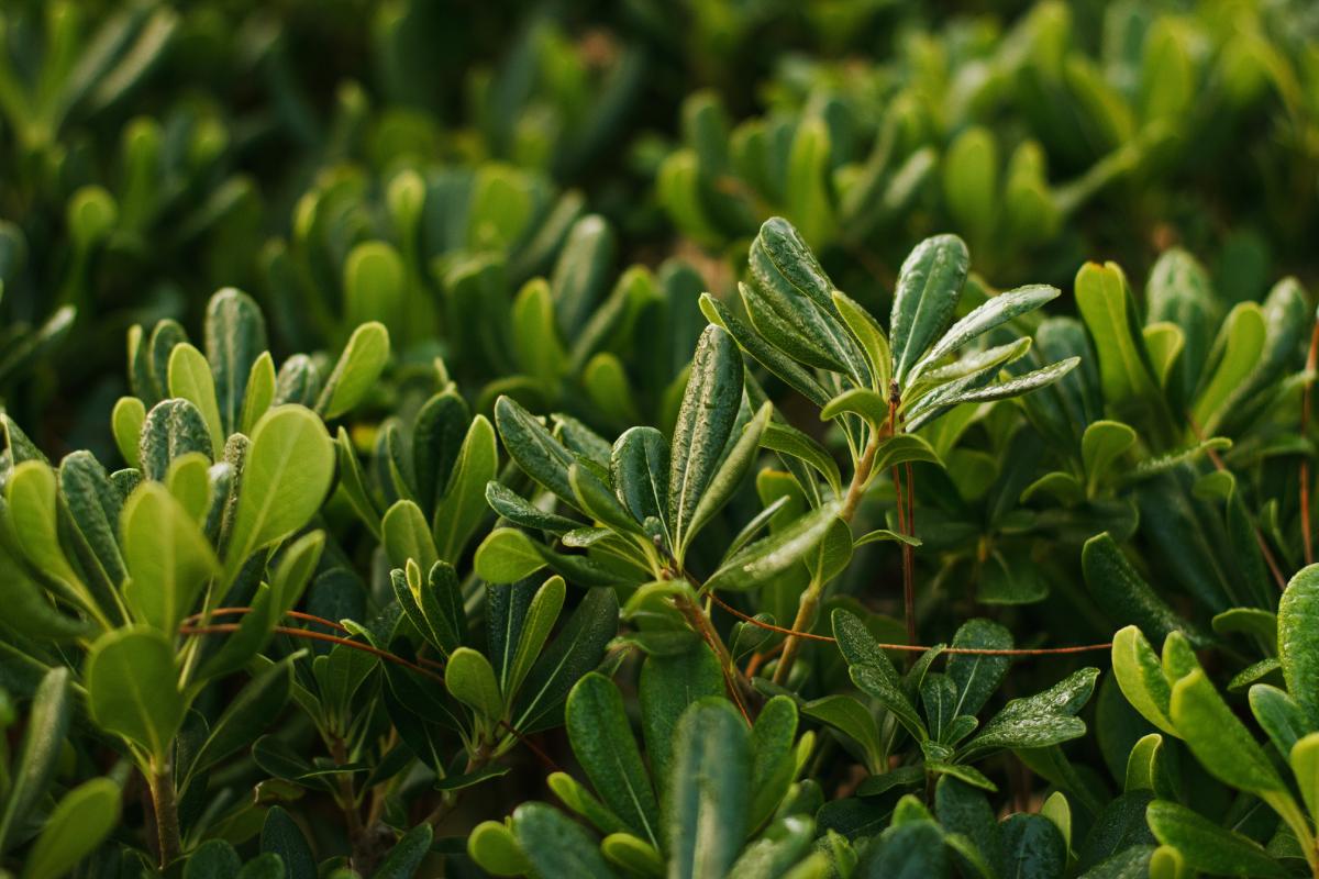 What plants for hedges