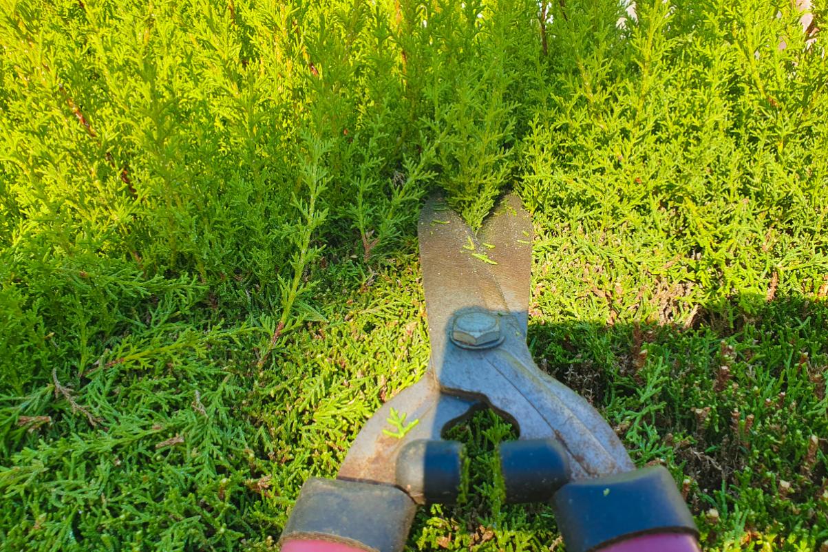 When the cypress is pruned