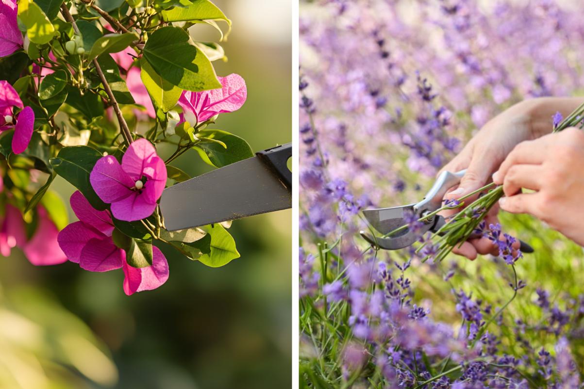 5 summer pruning