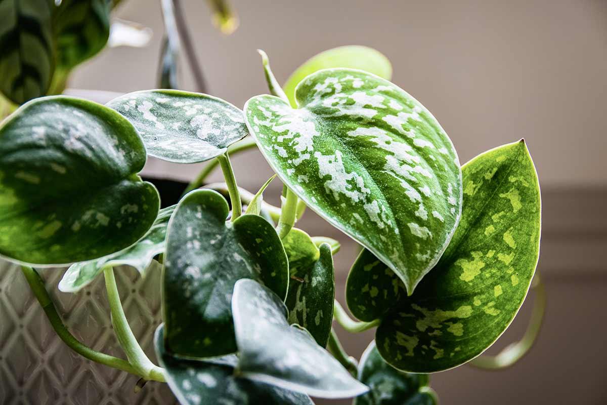 Repotting pothos