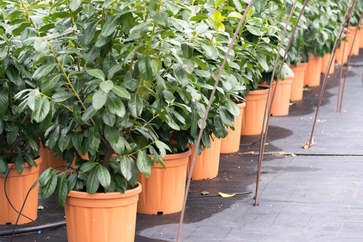 Prunus laurocerasus creates elegant spaces in the garden and beyond