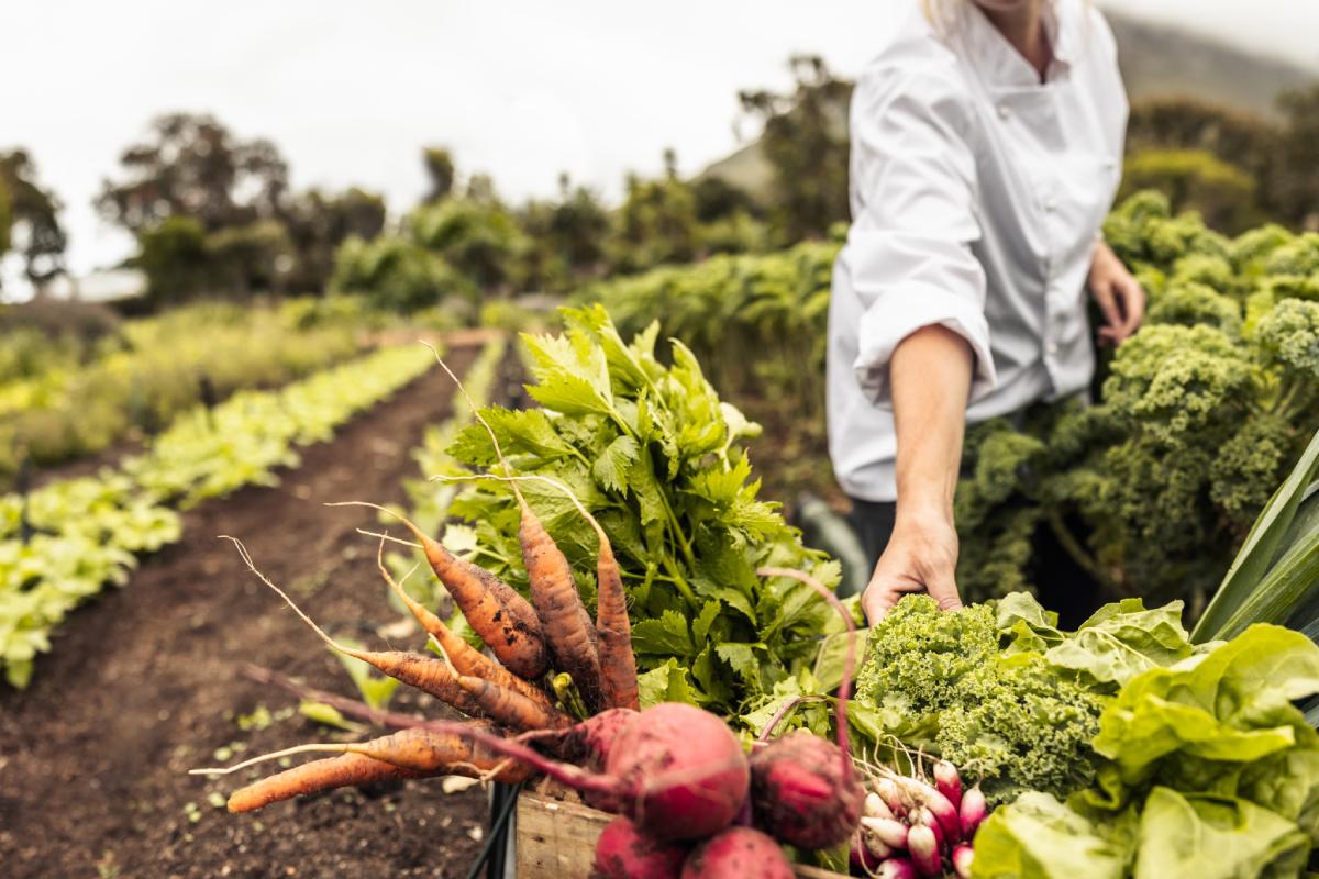 What not to sow in July