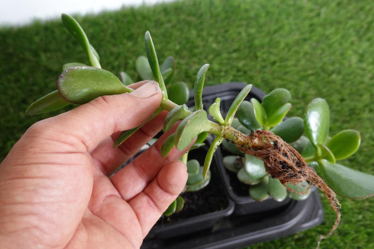 Jade tree that is affluzed