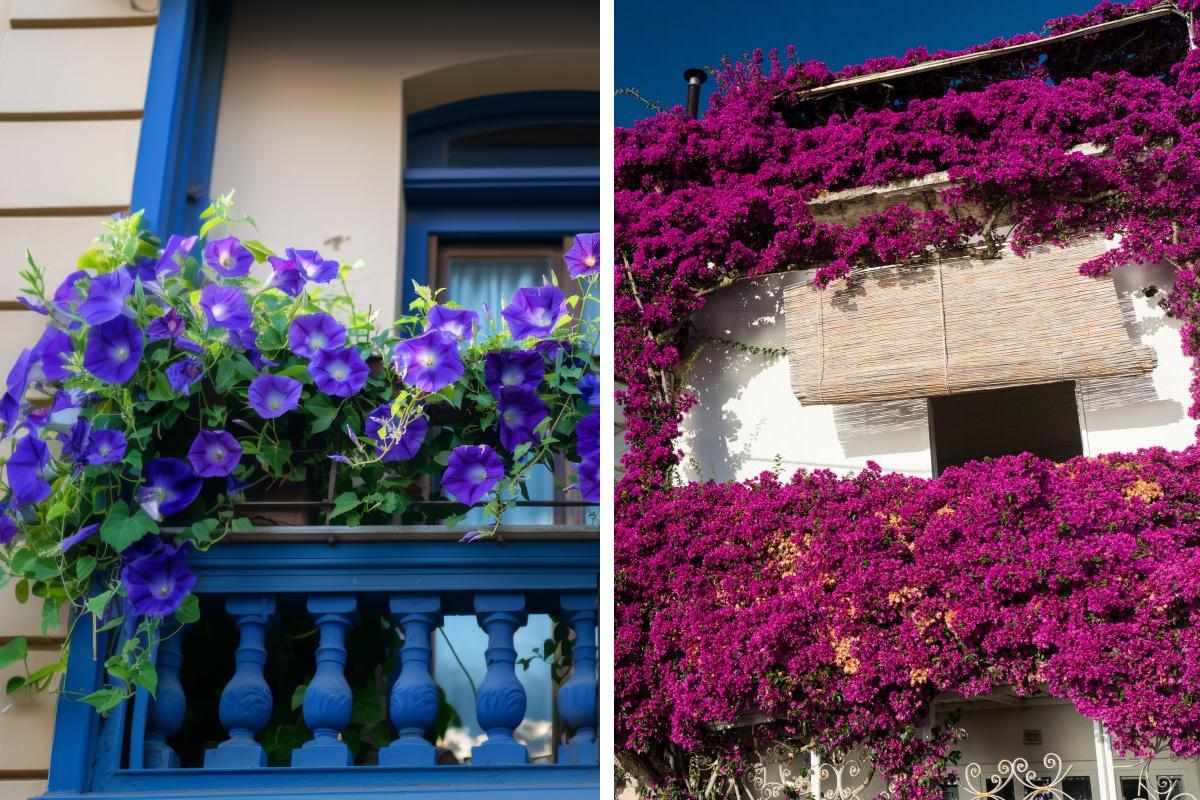 The 5 climbing plants for the balcony that grow quickly