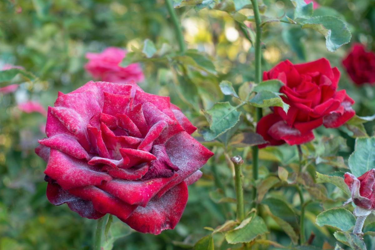 White spots on roses