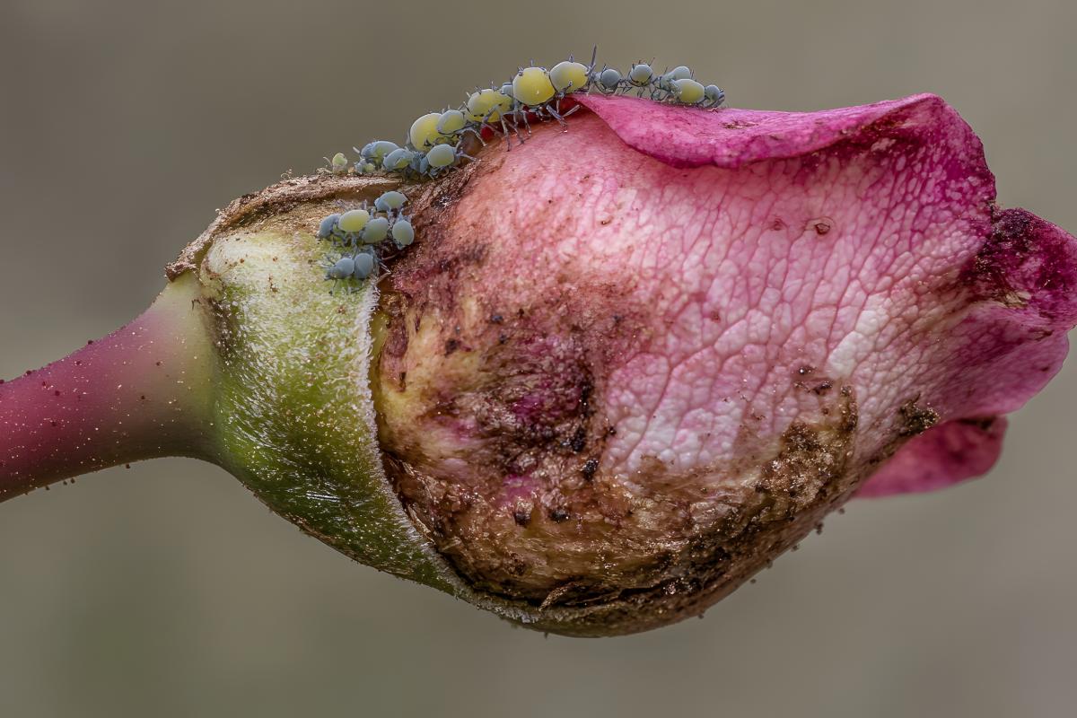 What ruins the leaves of the roses