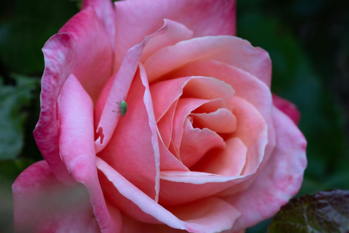 White spots on roses: humid?