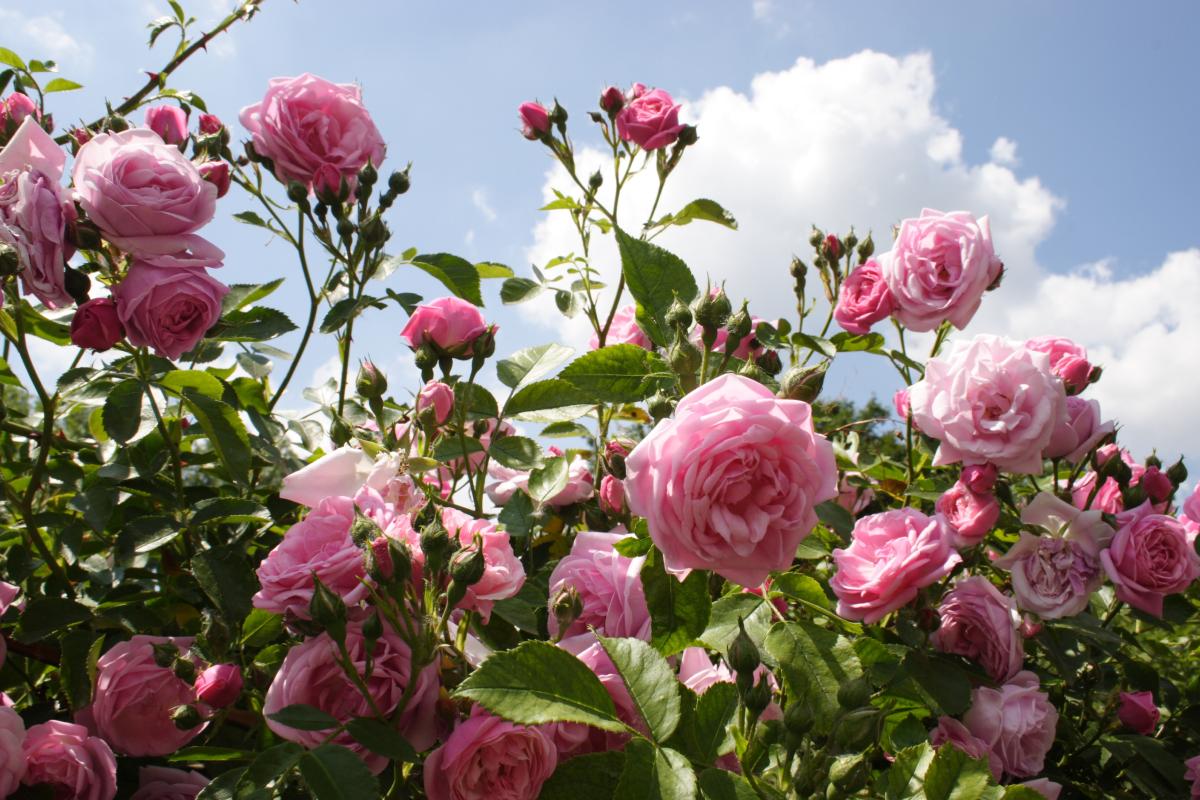 What are the problems of the leaves of the roses