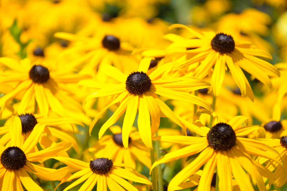 From June to autumn: here are the perennial flowers