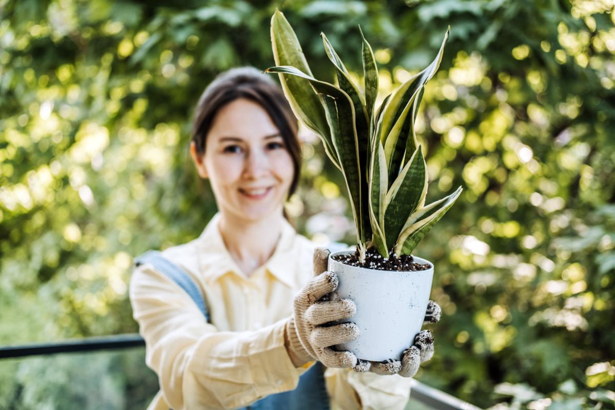 Care of Sansevieria