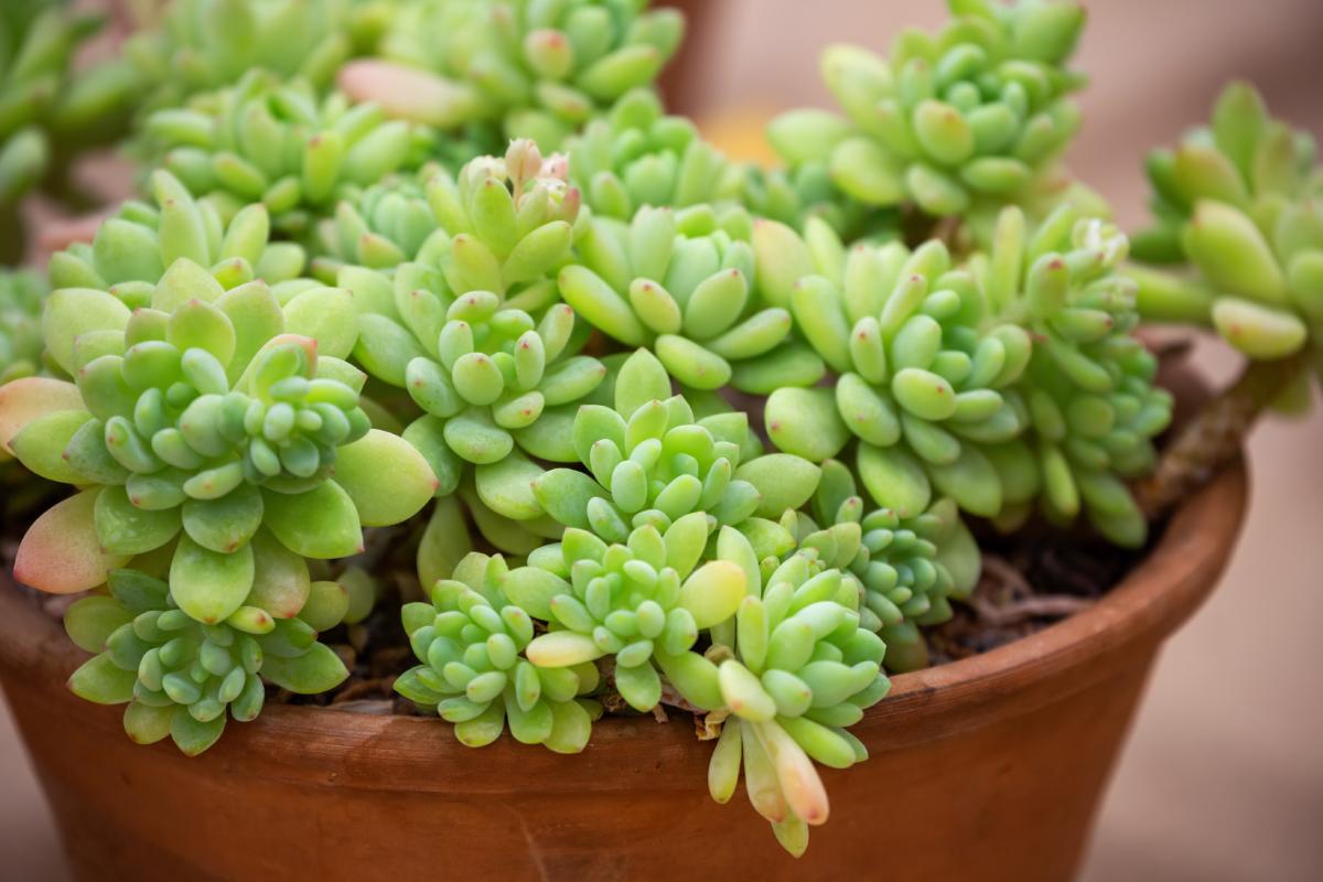 Plants that do not fear the heat