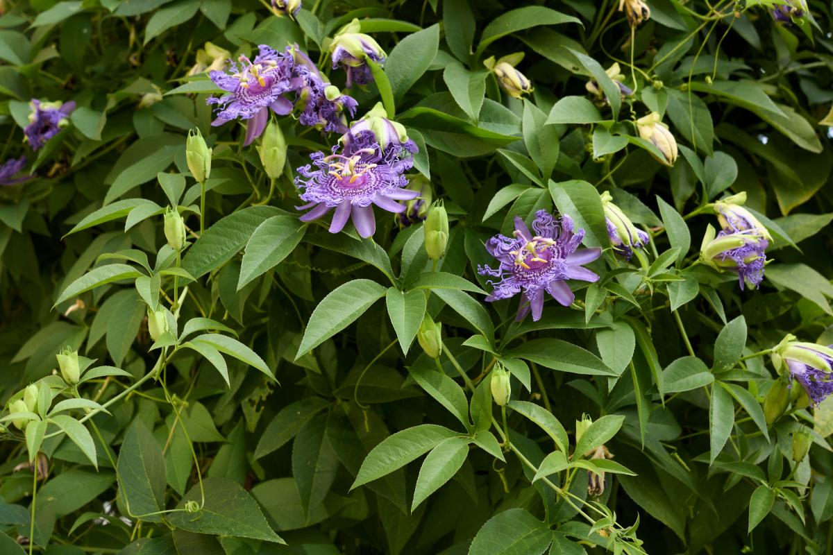 The most beautiful climbing plants