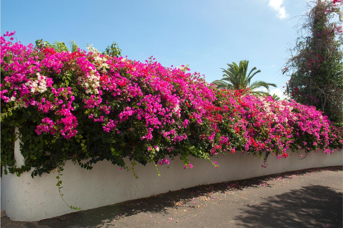 The hedges that maintain privacy