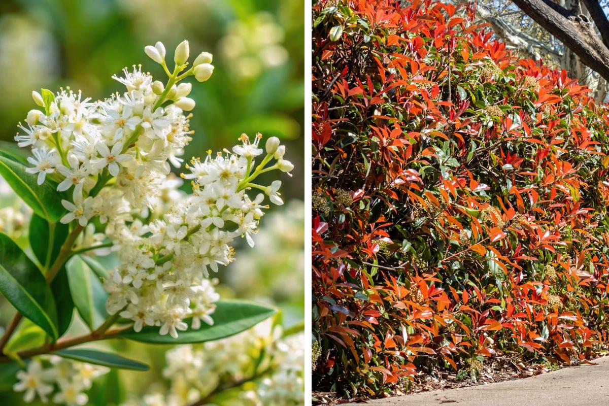 Al evergreen hedges that last without dirty