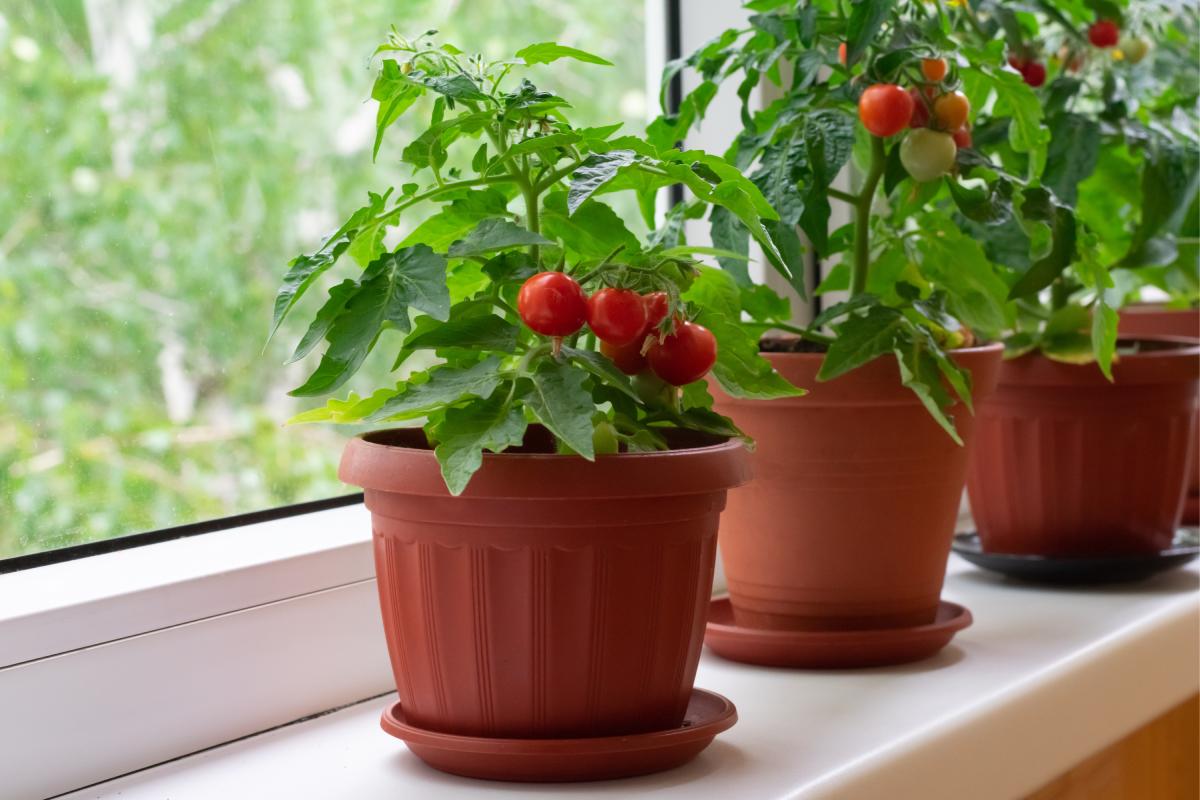 The best saucers to use in summer