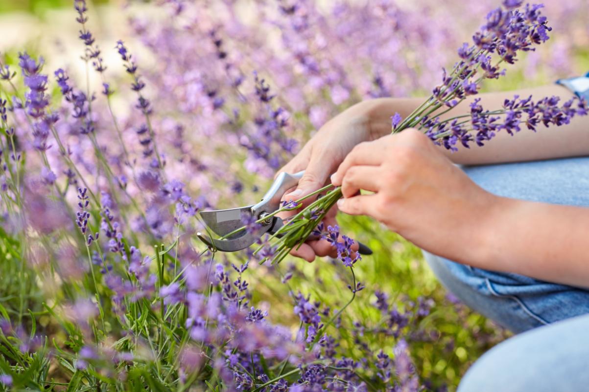 5 plants to be pruned to ensure its flowering