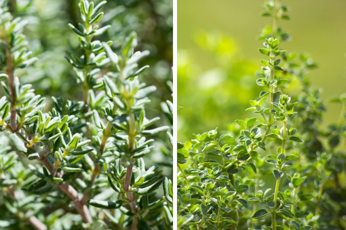 5 aromatic plants on the balcony in full sun