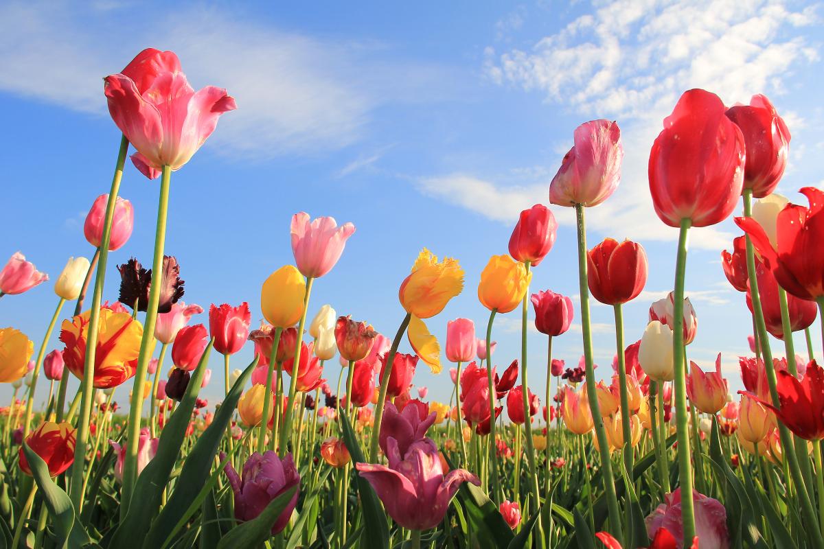 The 3 errors that ruin the tulips