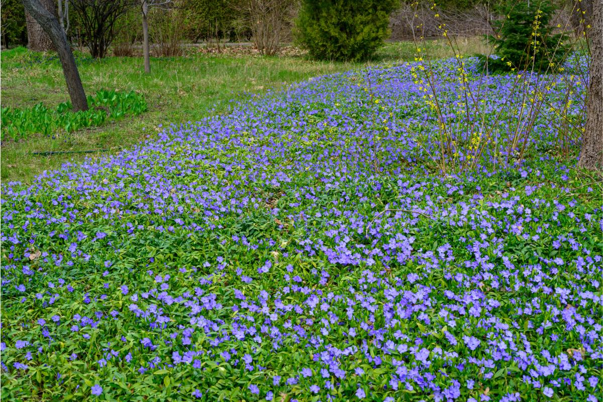 Covering plants against weeds