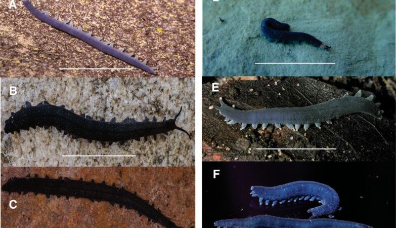 Student discovers “living fossil” with millions of years under a rock