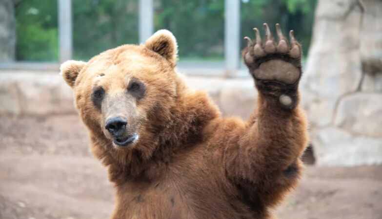 Veterinarians first put a metal tooth in a bear