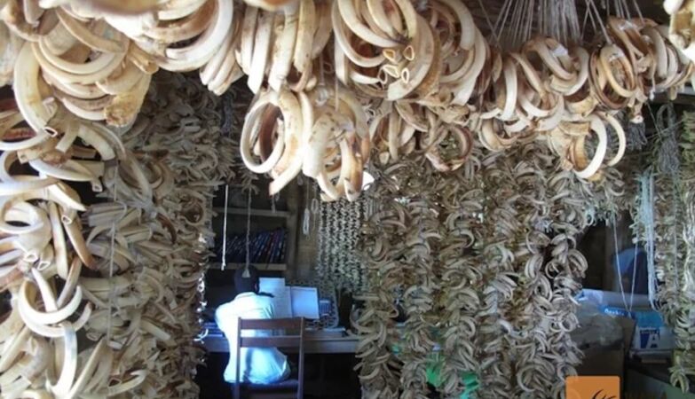 In the most bizarre bank in the world, it cannot raise money: transactions only in boar teeth