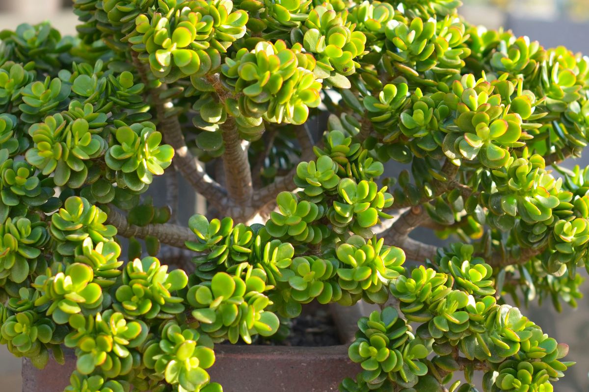 How to save the jade tree from the heat