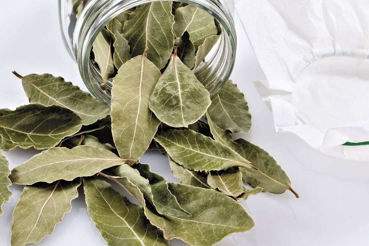 How to use laurel to fight humidity