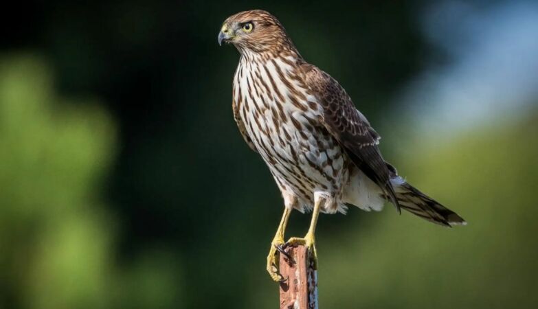 As a hawk learned to use traffic lights to help him hunt