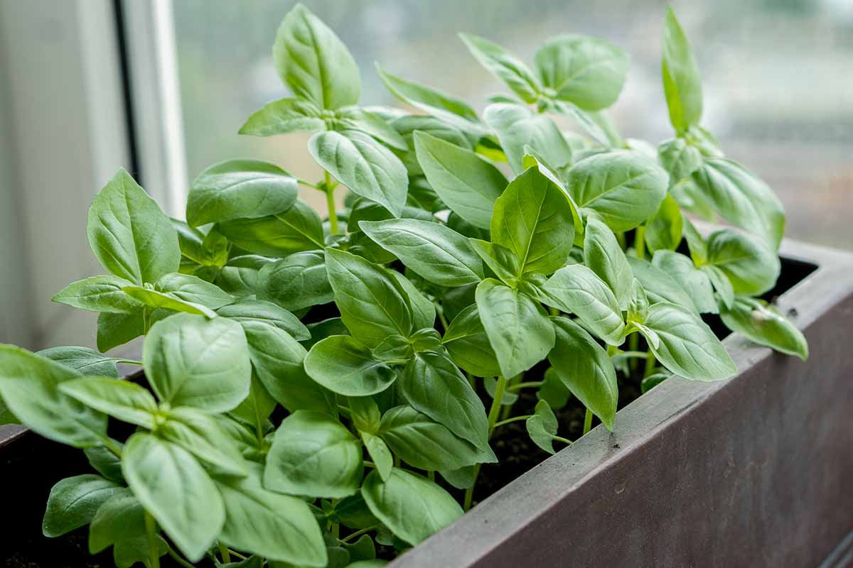 How to cultivate the Arctic basil