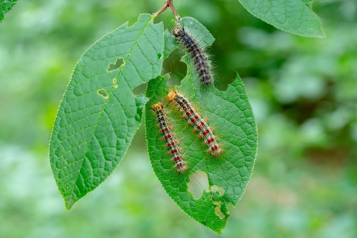Natural remedy for leaves devoured by the caterpillars