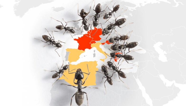 Super-mate colonies are invading Europe. Cause blackouts and even destroy roads