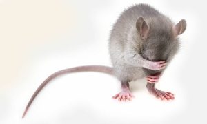 Scientists inserted a human “gene of language” in rats and something curious happened