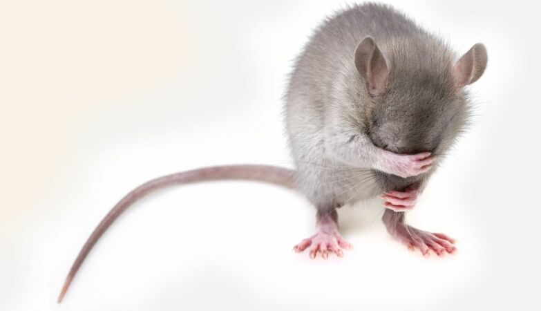 Scientists inserted a human “gene of language” in rats and something curious happened