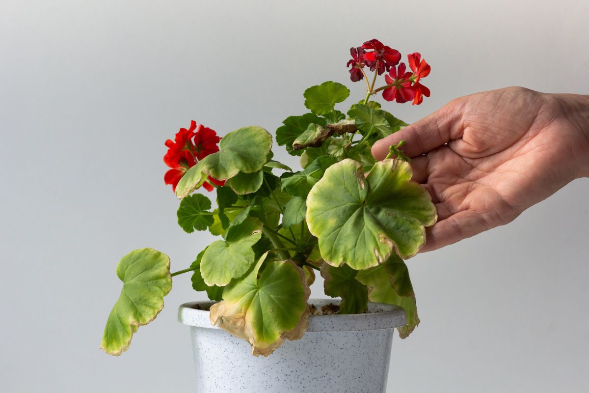 geraniums with yellow leaves solutions