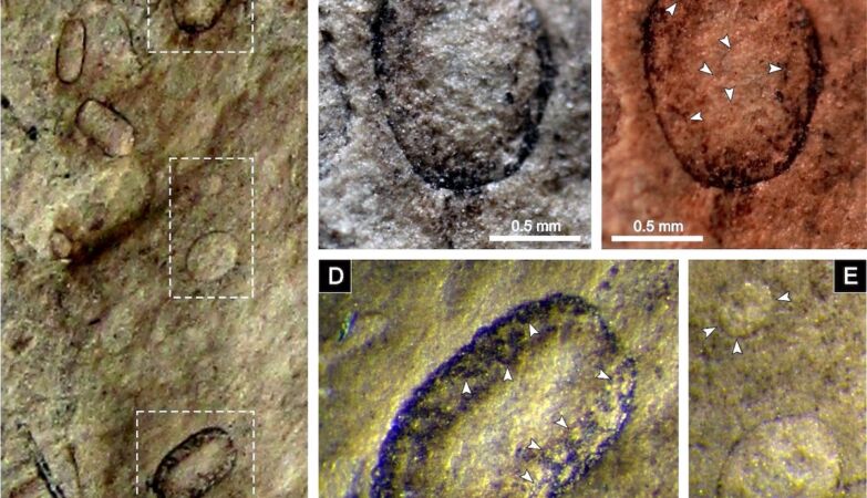 Anadia has fossils of giant fungi with 300 million years. Have been discovered now