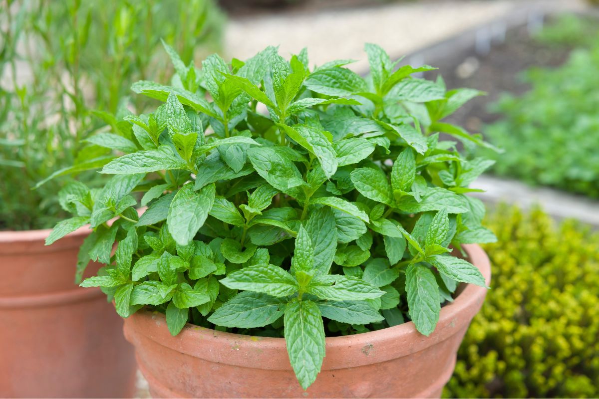 How to Cima Mint