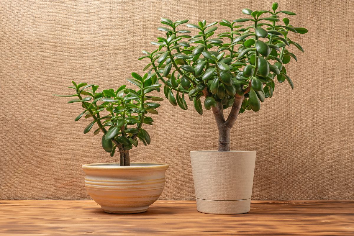 Jade tree in the warm solutions