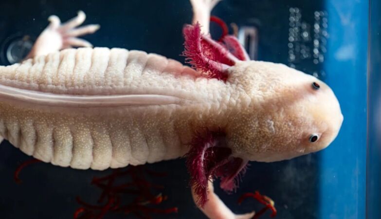 Scientists discover the secret of regeneration of Axolote members