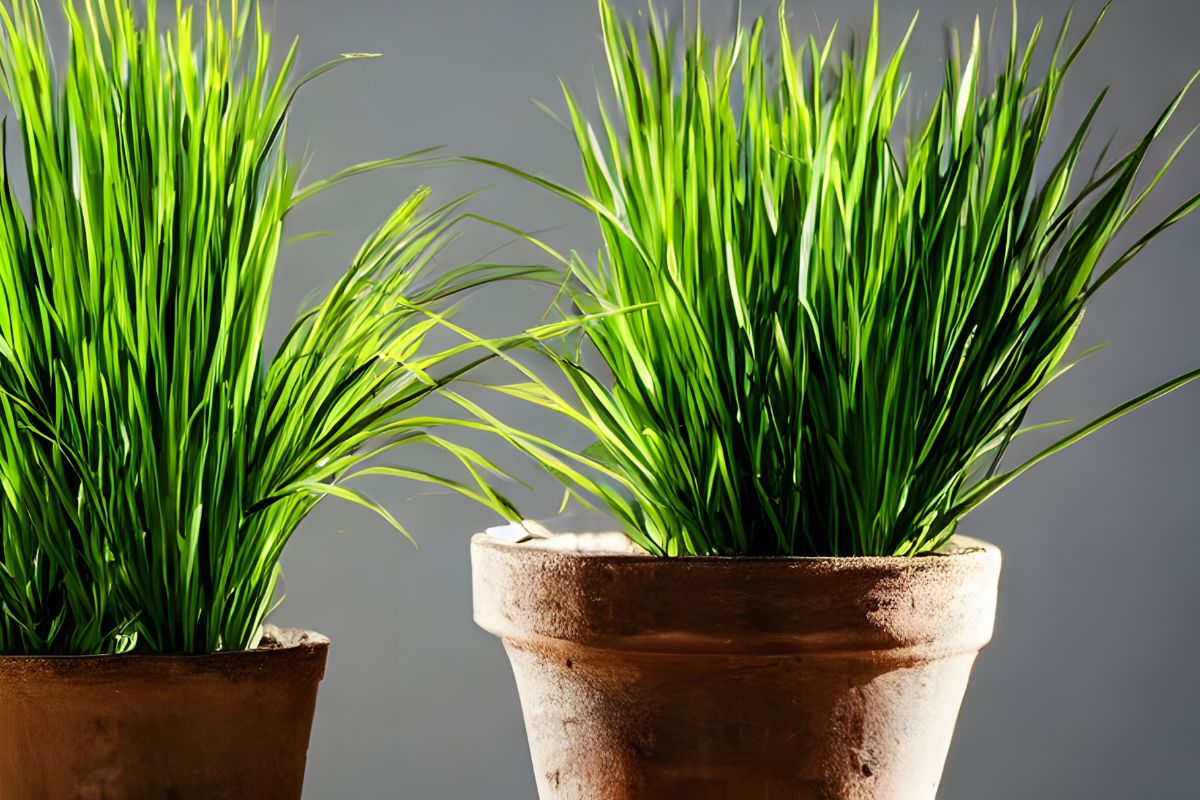 Citronella anti -media