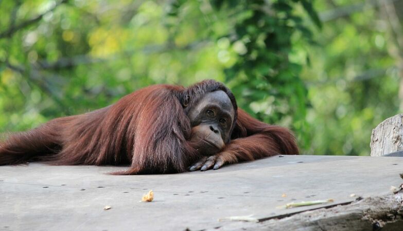 Orangutings also go out at night - and sleep the nap to compensate