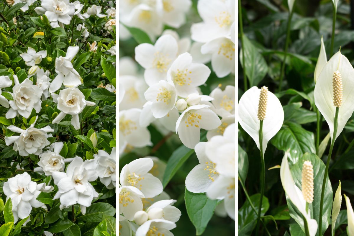 Perfumed plants that eliminate smells