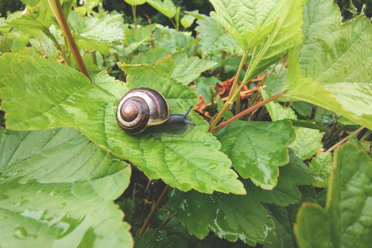 Natural methods to avoid snails