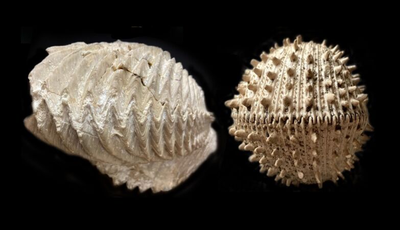 “Statistically impossible”. Something strange happened to the oceans after chicxulub