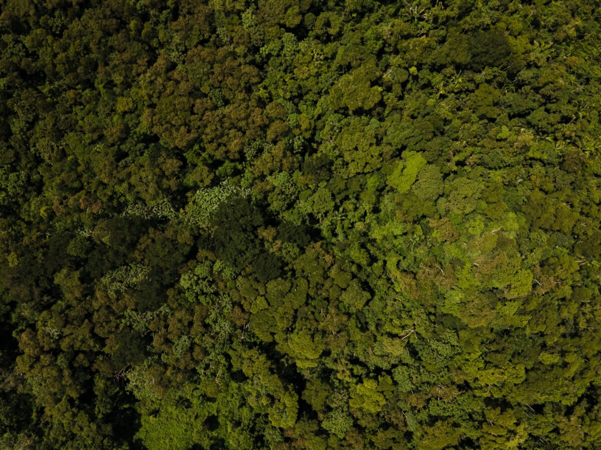 Acre has received almost R $ 100 million from the Amazon Fund since its resumption; Find out where the feature goes