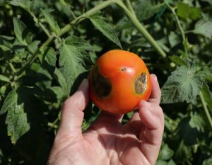 Work in the garden thanks to the help of this woman I saved tomatoes from dry rot. Spraying based ...